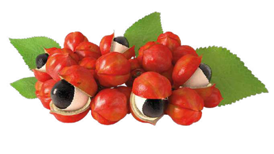 guaraná